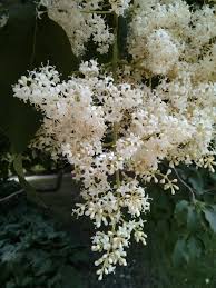 Attēlu rezultāti vaicājumam “Syringa reticulata subsp. amurensis flower”