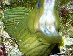 Image result for Gymnothorax funebris