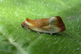 Attēlu rezultāti vaicājumam “Eulia ministrana”