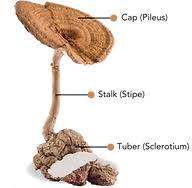 Attēlu rezultāti vaicājumam “Diderma tigrinum macro”