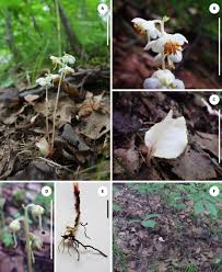 Attēlu rezultāti vaicājumam “Pyrola rotundifolia fruit”
