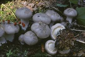 Attēlu rezultāti vaicājumam “Clitocybe nebularis”