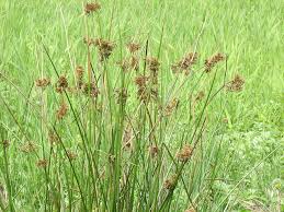 Attēlu rezultāti vaicājumam “Juncus capitatus fruit”