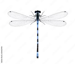 Attēlu rezultāti vaicājumam “Coenagrion hastulatum”