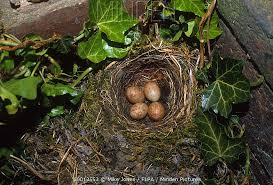 Attēlu rezultāti vaicājumam “Muscicapa striata nest”