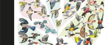 Attēlu rezultāti vaicājumam “Passeriformes”