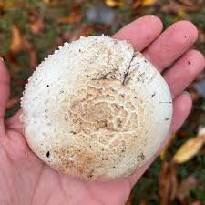 Attēlu rezultāti vaicājumam “Physarum ovisporum macro”