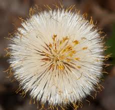 Attēlu rezultāti vaicājumam “Tussilago farfara flower”