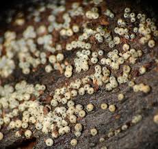 Attēlu rezultāti vaicājumam “Enerthenema papillatum”