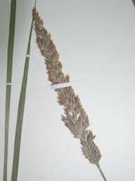 Attēlu rezultāti vaicājumam “Calamagrostis stricta”