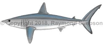 Image result for Isurus oxyrinchus