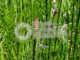 Attēlu rezultāti vaicājumam “Equisetum fluviatile”