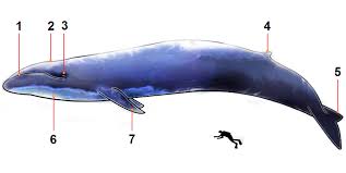 Image result for Balaenoptera musculus