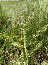 Attēlu rezultāti vaicājumam “Veronica anagallis-aquatica fruit”