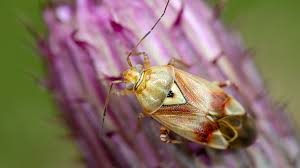 Attēlu rezultāti vaicājumam “Lygus pratensis imago”