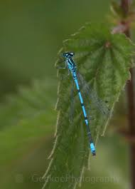 Attēlu rezultāti vaicājumam “Enallagma cyathigerum male”