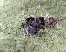 Attēlu rezultāti vaicājumam “Didymium tussilaginis spores”