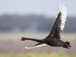 Attēlu rezultāti vaicājumam “Cygnus atratus”