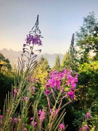 Image result for Epilobium angustifolium