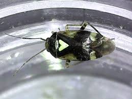 Attēlu rezultāti vaicājumam “Orthops basalis”