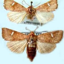 Attēlu rezultāti vaicājumam “Amphipoea”