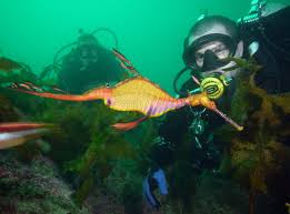 Image result for Hackney Sub Aqua Club (HSAC)