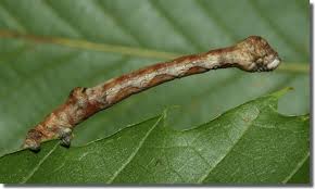 Attēlu rezultāti vaicājumam “Plagodis dolabraria”