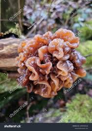 Attēlu rezultāti vaicājumam “Tremella foliacea”