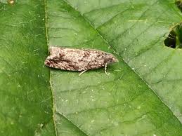 Attēlu rezultāti vaicājumam “Retinia resinella exuvia”