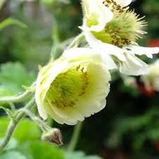 Attēlu rezultāti vaicājumam “Galium rivale flower”