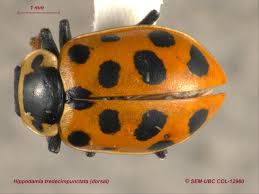 Attēlu rezultāti vaicājumam “Hippodamia tredecimpunctata”