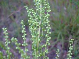 Attēlu rezultāti vaicājumam “Artemisia campestris bud”