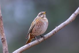 Image result for Turdus naumanni