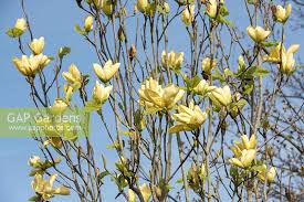 Attēlu rezultāti vaicājumam “Magnolia acuminata flower”
