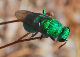 Attēlu rezultāti vaicājumam “Chrysididae”