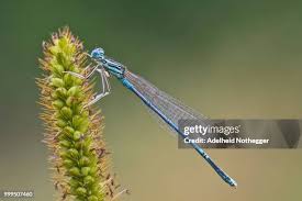 Attēlu rezultāti vaicājumam “Platycnemis pennipes male”