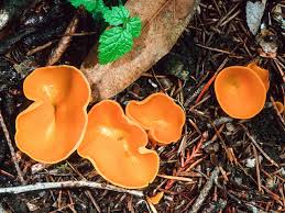 Attēlu rezultāti vaicājumam “Aleuria aurantia”