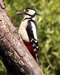 Attēlu rezultāti vaicājumam “Dendrocopos major female”