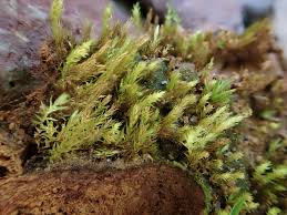 Attēlu rezultāti vaicājumam “Pohlia bulbifera”