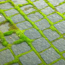 Attēlu rezultāti vaicājumam “Bryum funkii macro”