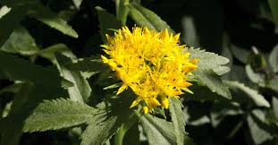Attēlu rezultāti vaicājumam “Rhodiola rosea flower”