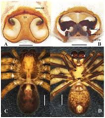 Attēlu rezultāti vaicājumam “Sparassidae”