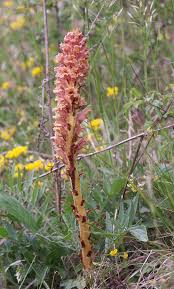 Attēlu rezultāti vaicājumam “Orobanche elatior flower”