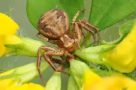 Attēlu rezultāti vaicājumam “Xysticus bifasciatus”