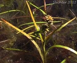 Attēlu rezultāti vaicājumam “Sparganium minimum”