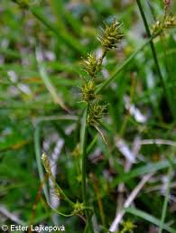 Attēlu rezultāti vaicājumam “Carex echinata”