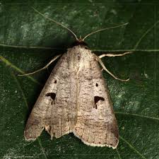 Attēlu rezultāti vaicājumam “Lygephila pastinum”