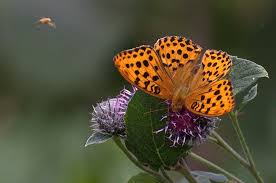 Attēlu rezultāti vaicājumam “Argynnis laodice”