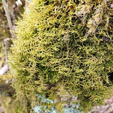 Attēlu rezultāti vaicājumam “Porella platyphylla macro”