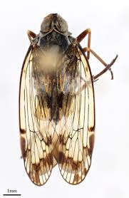 Attēlu rezultāti vaicājumam “Cixiidae”